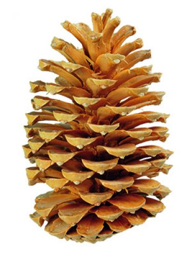 Maritima cones cream / vanilla mixed 25pcs OLD ARTICLE