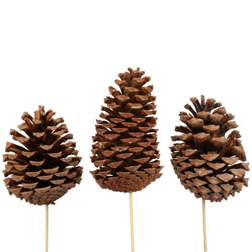 Product Cones Maritima Maritime Pine Natural 5-10cm on stick 50pcs