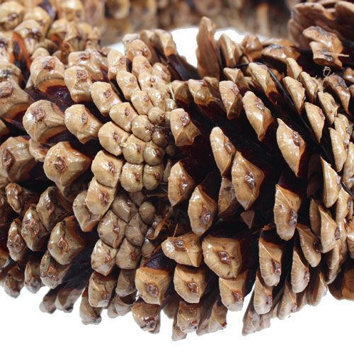 Floristik24 Cone wreath round Ø23cm