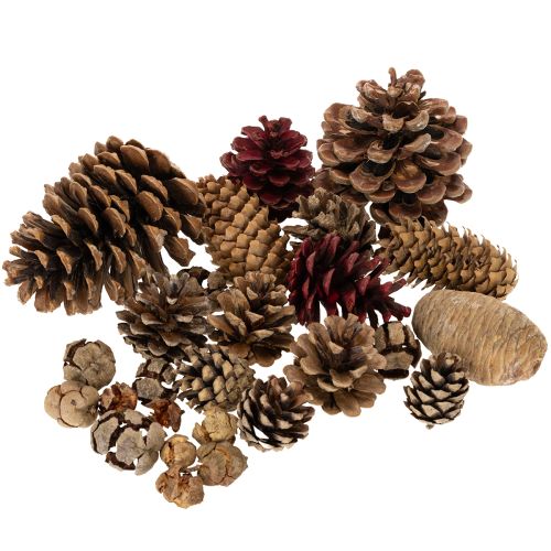 Natural Pine Cone Mix for Winter Crafts and Decorations 400g buy online | Floristik24.ie