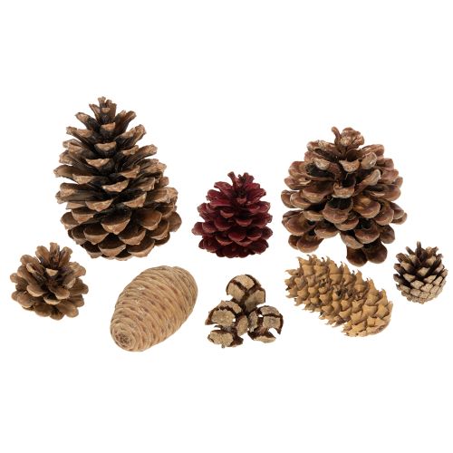 Natural Pine Cone Mix for Winter Crafts and Decorations 400g | Floristik24.ie