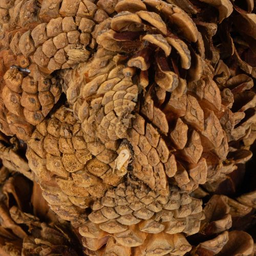 Pine cone planter, star shape,