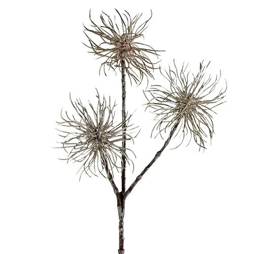 Product Witch Hazel Branch Champagne 45cm 3 pcs