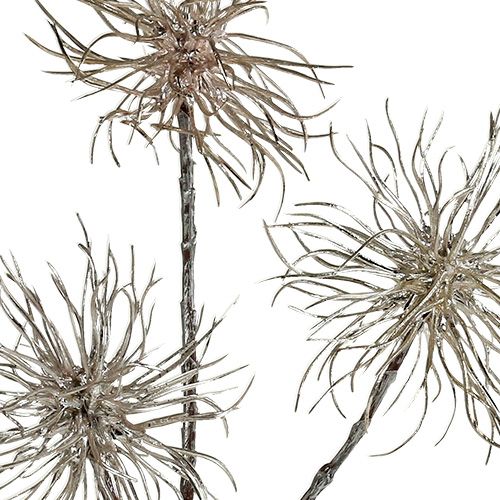 Product Witch Hazel Branch Champagne 45cm 3 pcs