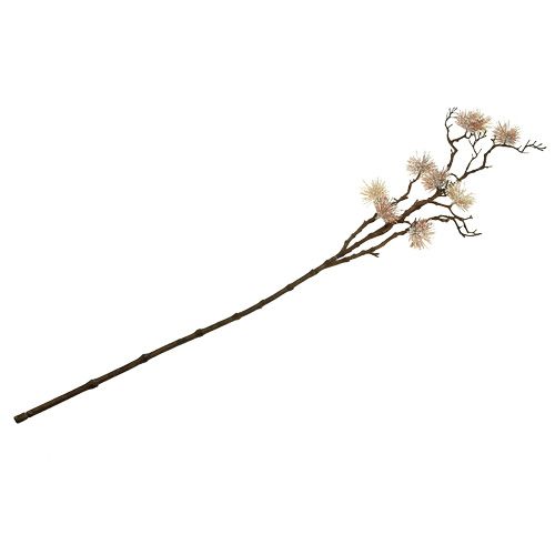 Floristik24 Witch hazel branch champagne 112cm