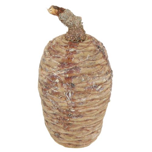 Cedar cones, decorative cedar, natural, 9-10.5 cm, 3 pieces