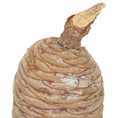 Product Cedar cones, decorative cedar, natural, 9-10.5 cm, 3 pieces