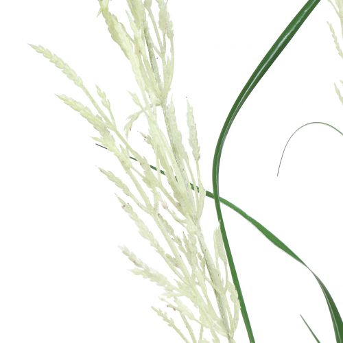 Product Ornamental grass Pampas grass with fronds green / cream H107cm