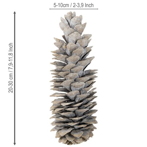 Product Sugar pine cones whitewashed 20cm - 30cm