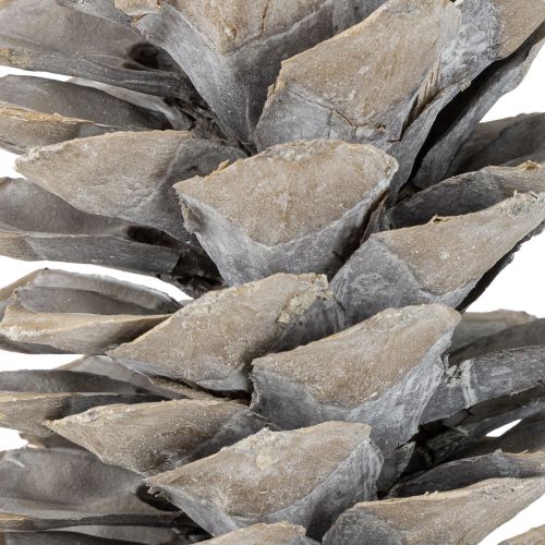 Product Sugar pine cones whitewashed 20cm - 30cm