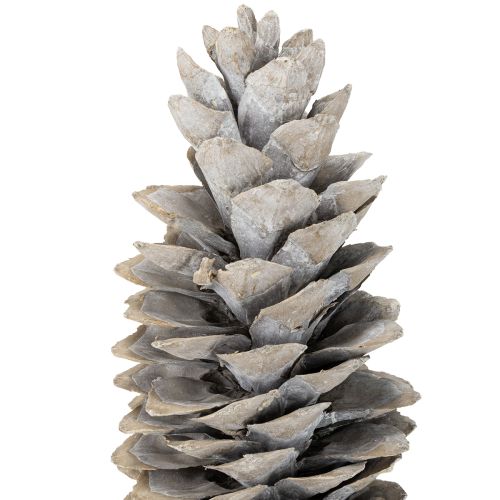 Product Sugar pine cones whitewashed 20cm - 30cm