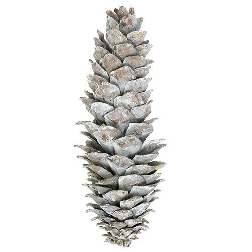 Floristik24 Sugar pine cones, whitewashed 20cm - 30cm