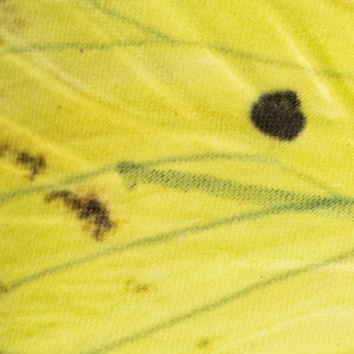 Product Butterfly branch, artistic spring decoration for indoors, 75cm