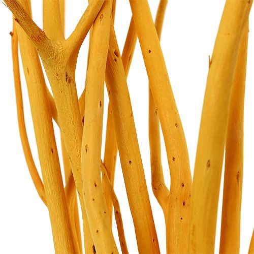 Floristik24 Decorative branches Mitsumata yellow 45-60cm 12 pcs