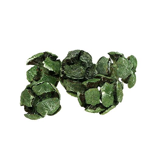 Floristik24 Cypress cones 3cm green 500g