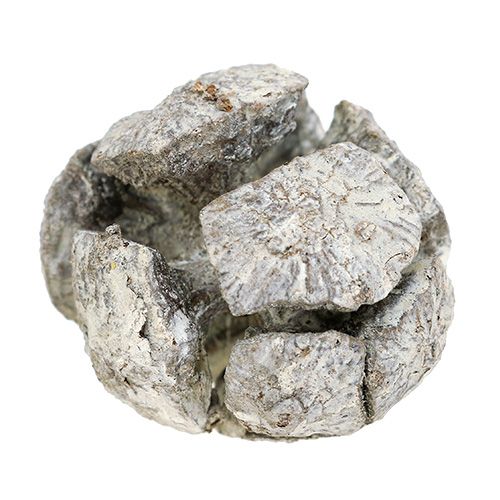 Product Cypress cones 3cm white washed 500g