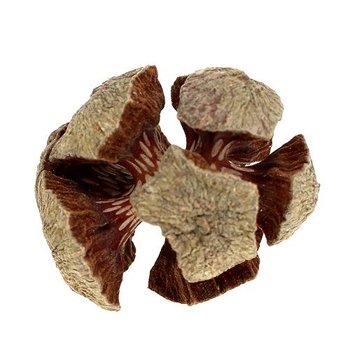 Product Cypress cones nature 3cm 500g