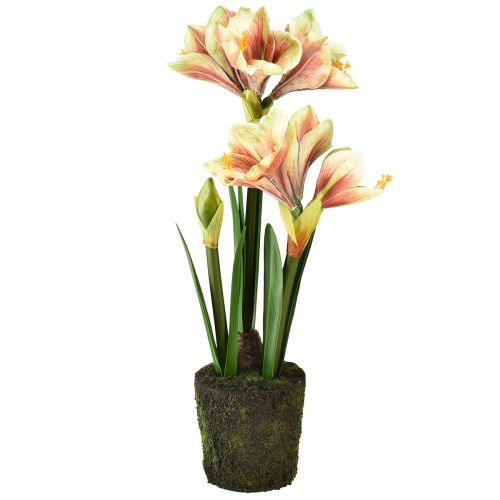 Product Amaryllis in moss ball artificial with pink-yellow patterned flowers – 45 cm – Exotic and stylish decoration