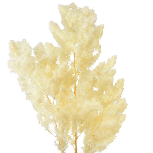 Product Asparagus Dried flower decor White Dried grasses 70-80cm 80g