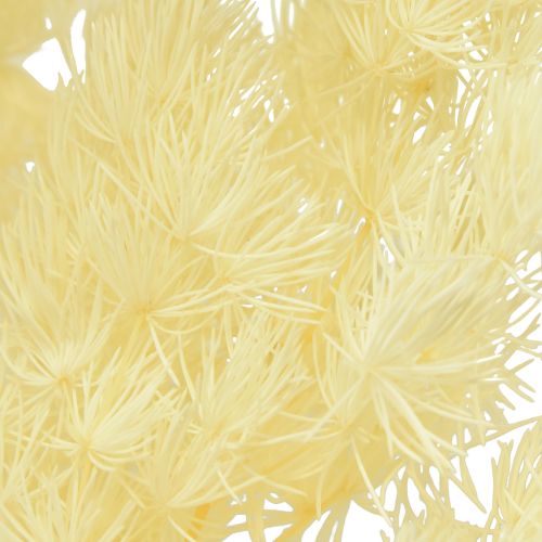 Product Asparagus Dried flower decor White Dried grasses 70-80cm 80g