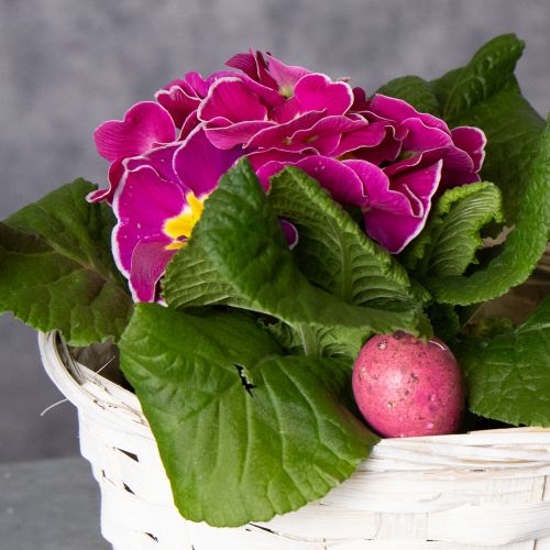 Product Wicker basket decoration for versatile interior design, 20cm, 8 pieces