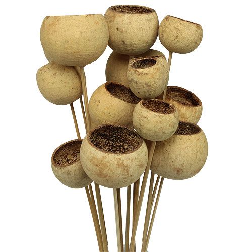 Product Bell Cup Mix on a Stick Natural Exotics 15 Pcs