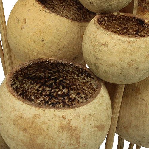 Product Bell Cup Mix on a Stick Natural Exotics 15 Pcs