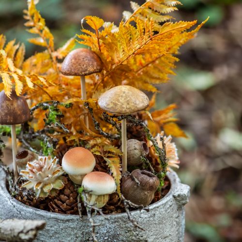 Product Bellgum Bell Fruit Capsule Fruit Natural Decoration Brown 500g