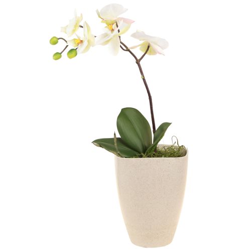 Floristik24 Orchid Pot Flowerpot Plastic Beige Mottled 13.5x13cm H16.5cm 4pcs