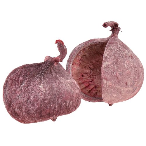 Floristik24 Buddha Nut Red White Dried Natural Decoration Ø5.5–9.5cm 5 pcs