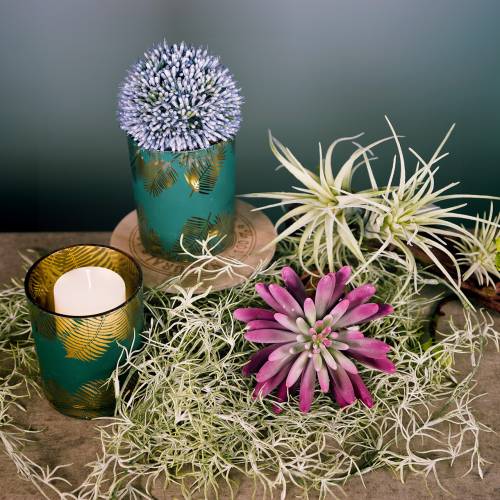 Floristik24 Succulent plant 15cm purple