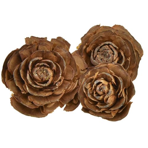 Floristik24 Cedar cones cut as rose Cedarrose 4-6cm natural 50 pcs
