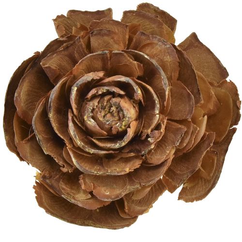 Floristik24 Cedar cones cut as rose Cedarrose 4-6cm natural 50 pcs