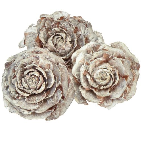 Floristik24 Cedar cones cut like rose Cedarrose 4-6cm white/natural 50 pcs