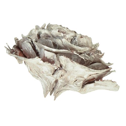 Floristik24 Cedar cones cut like rose Cedarrose 4-6cm white/natural 50 pcs
