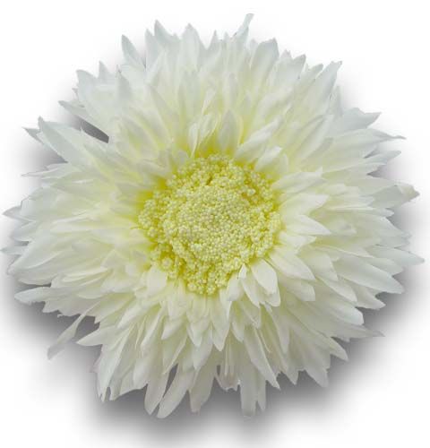 Floristik24 Chrysanthemum Teddy 63cm White