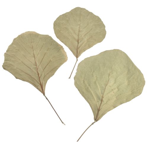 Product Cobra leaves decoration, natural, 15-17cm, 50-piece set, green