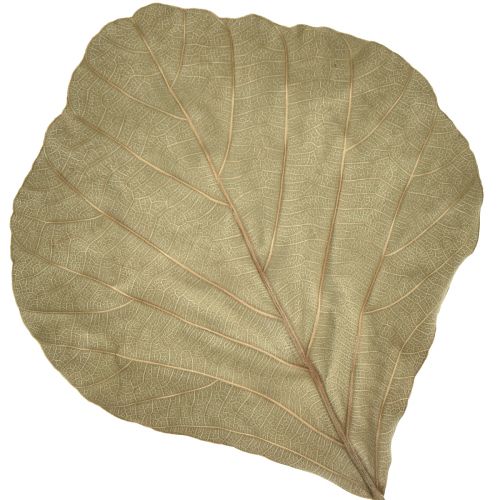 Product Cobra leaves decoration, natural, 15-17cm, 50-piece set, green