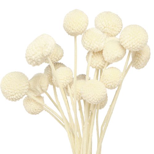 Floristik24 Craspedia dried drumsticks cream 45-55cm 20 pcs
