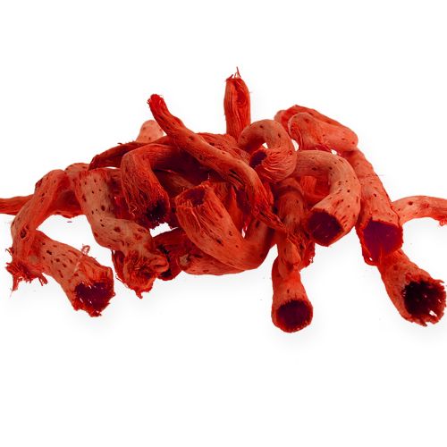 Floristik24 Cupy root in orange 350g