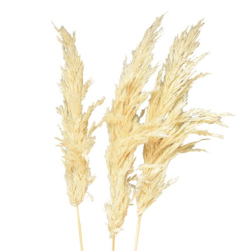 Product Decoration Pampas Grass Cream Dried Grasses Bleached 95cm 3 Pcs