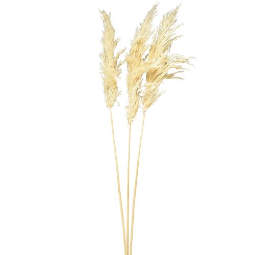 Product Decoration Pampas Grass Cream Dried Grasses Bleached 95cm 3 Pcs