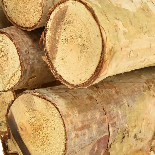 Floristik24 Decorative Branches Birch Birch Branches Natural 30cm 6 Pcs