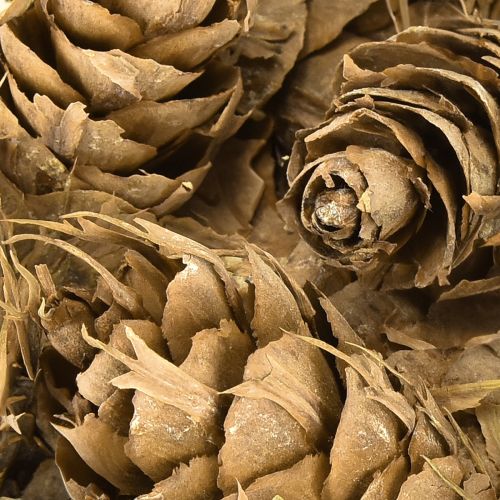 Product Douglas cones 1.3kg