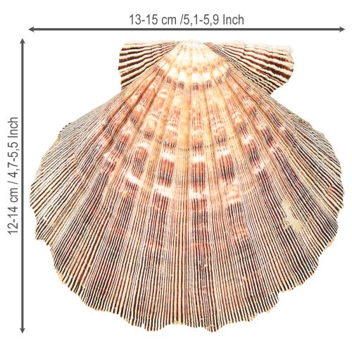 Floristik24 Real scallops natural – maritime flair natural 1 kg