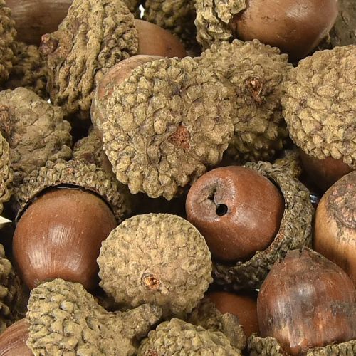 Product Acorns for decoration, autumn decoration, natural autumn fruits Ø1.5 – 2.5cm L1.5 – 3cm 300g