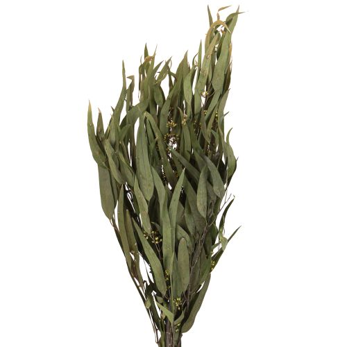 Floristik24 Eucalyptus Preserved Branches Leaves Green Oval 150g