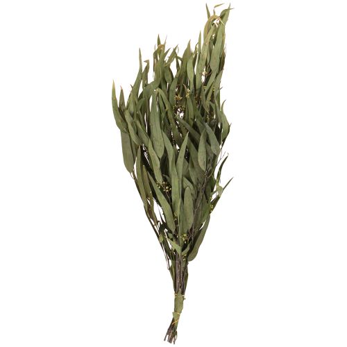 Product Eucalyptus Preserved Branches Leaves Green Oval 150g