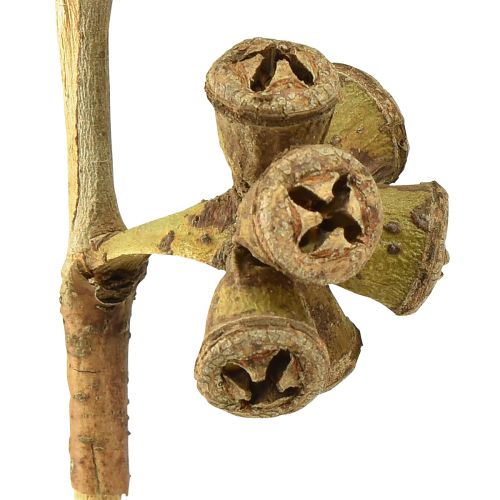 Product Eucalyptus branches natural decoration exotic eucalyptus 20-30cm 25 pcs