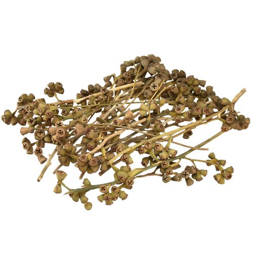 Product Eucalyptus branches natural decoration exotic eucalyptus 20-30cm 25 pcs